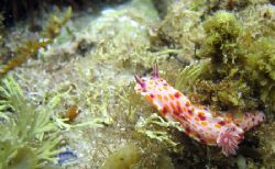 This shot was taken at Jervis Bay. Taken with a canon IXU... by Edward Roberts 
